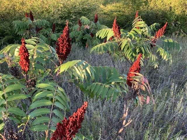  Fall is also a good time to harvest the seeds if you like Sumac tea. 