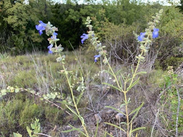   Giant Blue Sage &nbsp;( Salvia azurea ), is one of the most beautiful fall wildflowers. 