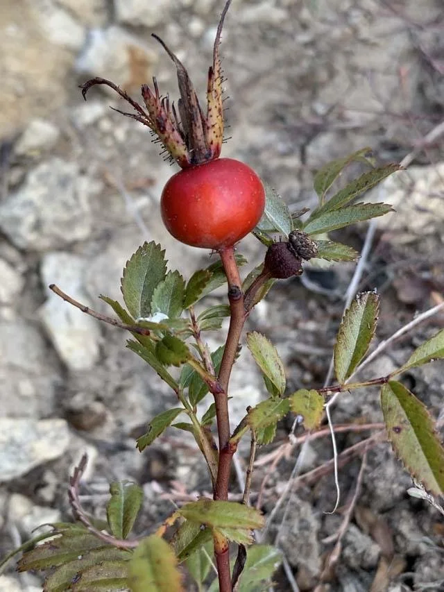   White Prairie Rose &nbsp;( Rosa foliosa ) rose hips are striking this time of year. 