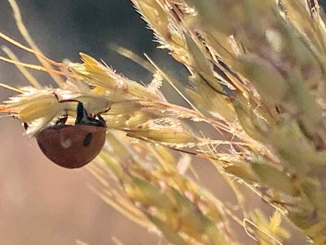  A&nbsp; Ladybeetle &nbsp;holding on tight to&nbsp; Indian Grass &nbsp;in a stiff, fall wind. 