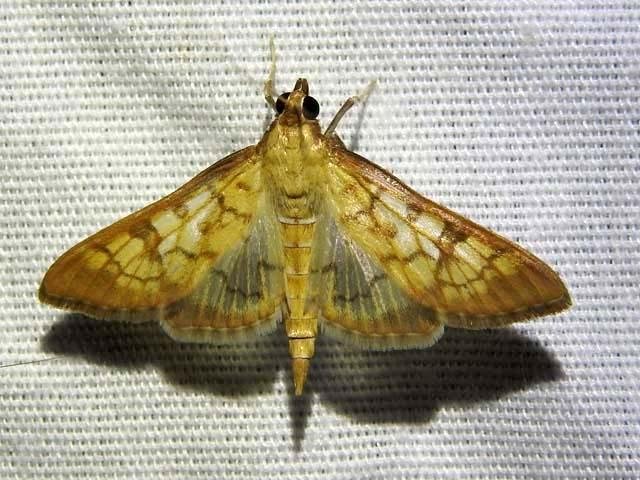   Pearl Moth &nbsp;( Mimorista ) 