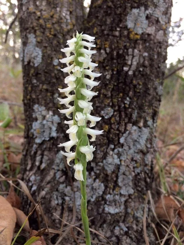  Most of the colonies I've found are on east-facing, shady slopes, possibly above seeps. 