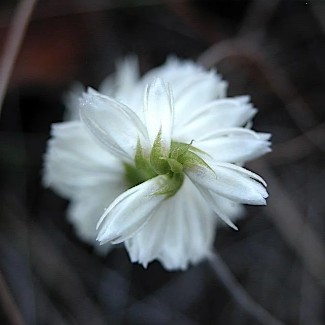  The whorled, spirals are noticeable when looking from above. 