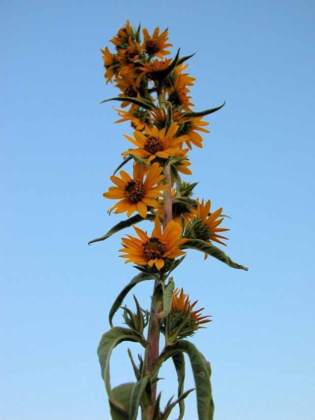  A few striking specimens of&nbsp; Maximillian Sunflowers &nbsp;are still blooming. 