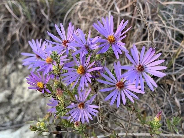   Late Purple Aster &nbsp;( Symphyotrichum patens ) 