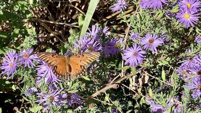  Asters are an important pollinator plant for&nbsp; Gulf Fritillary Butterflies &nbsp;and other insects in October. 