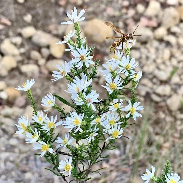   Drummond's Aster &nbsp;( Symphyotrichum drummondii ) is one of three Aster species at Tandy Hills. 