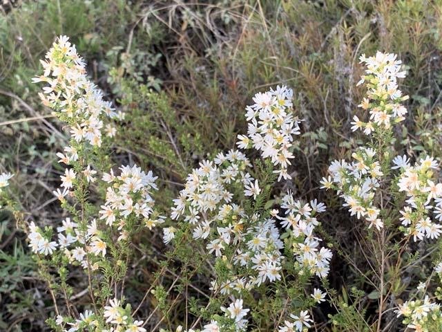   White Heath Aster &nbsp;( Symphyotrichum ericoides ). Individual flowers are very small but thickly cover stems. 