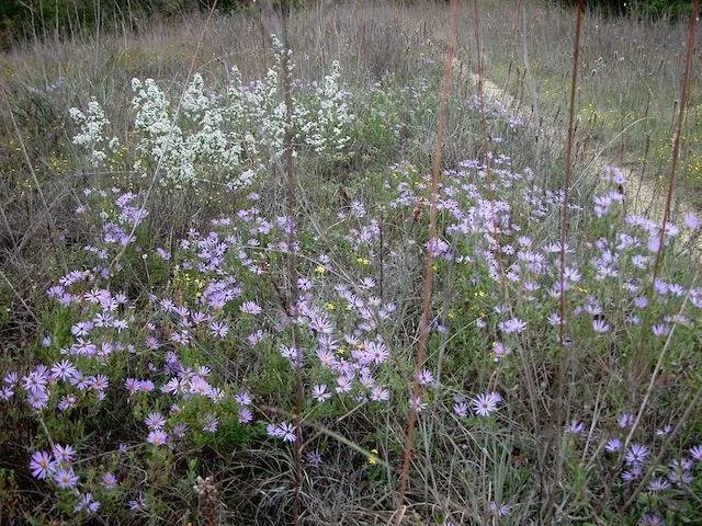 Here's a nice patch of&nbsp; Late Purple Aster &nbsp;and&nbsp; White Heath Aster , growing side-by-side. 