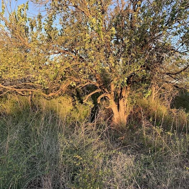  The 100 year-old,&nbsp; Bois D'Arc tree &nbsp;looked bewitching in the fading sun on&nbsp; All Hallows Eve . 