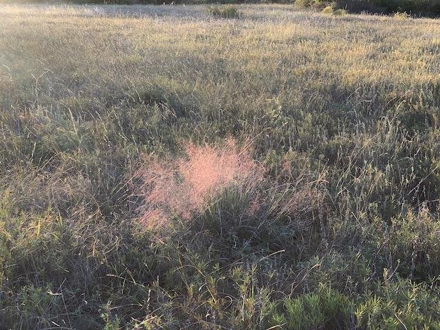  A single patch of&nbsp; Seep Muhly &nbsp;( Muhlenbergia reverchonii ) aka: Ghost Grass, glowing in a large field of&nbsp; Engelmann's Sage . 