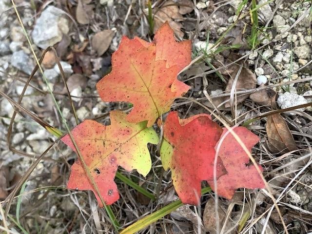   Red Oak tree &nbsp;sprout: A small sign of what's coming in November. 