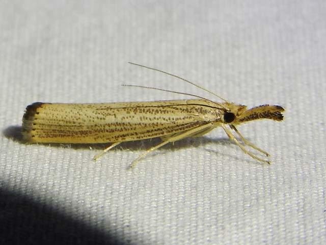   Vagabond Sod Webworm Moth &nbsp;( Agriphila vulgivagellus ), photo by&nbsp; Sam Kieschnick  