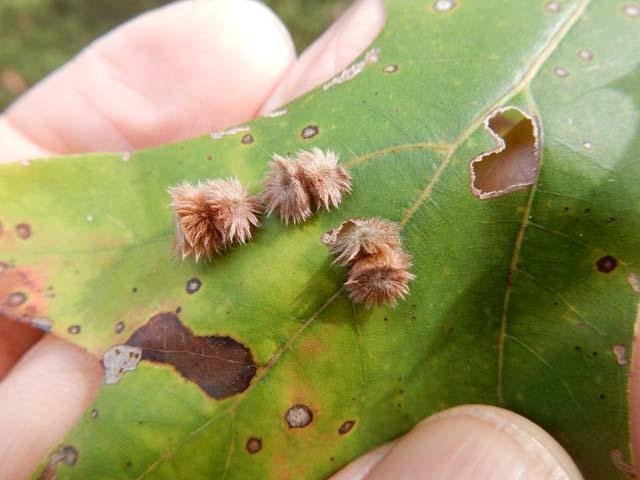   Furry Oak Leaf Gall Wasp &nbsp;( Callirhytis furva ), photo by&nbsp; Bob O'Kennon  