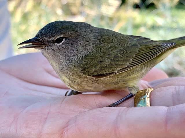  I ran across an injured,&nbsp; Eastern Orange-crowned Warbler ,&nbsp;but it soon recovered and flew off. 