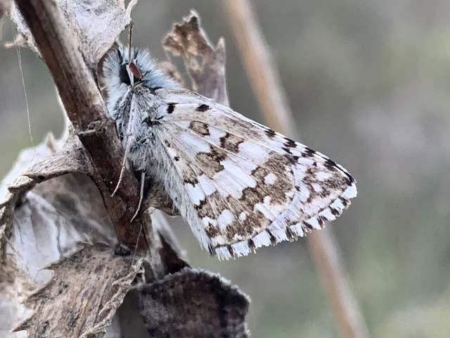   Common Checkered-Skipper Butterfly , clinging to a stem as cold weather approched in November. 