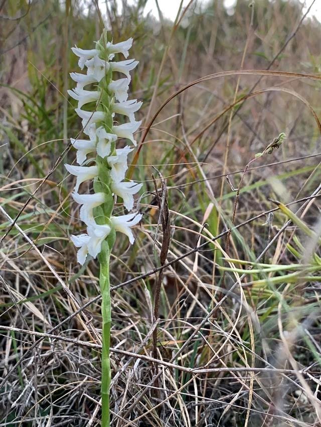   Great Plains Ladies Tresses &nbsp;found in a remote location. Most are now&nbsp;fading away for the year. 