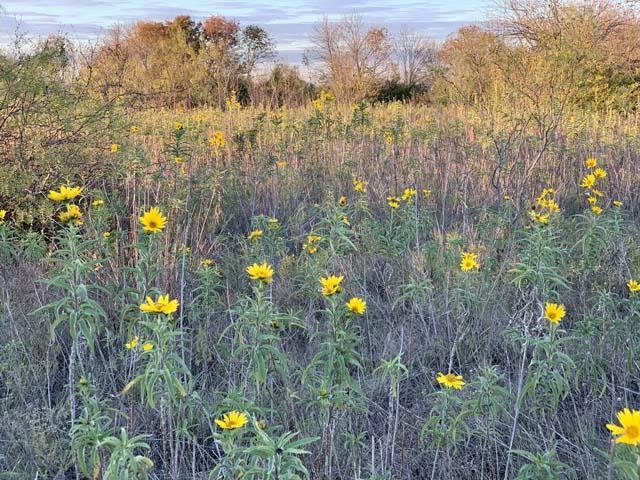  A nice field of&nbsp; Maximillian Sunflowers &nbsp;brightened up a November afternoon. 