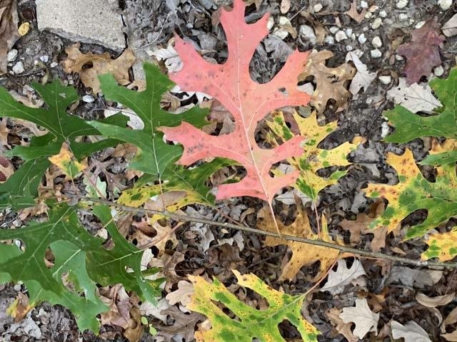  A mixed palette of color on a single branch of&nbsp; Red Oak . 