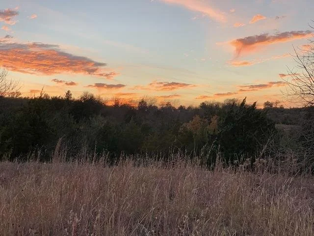  Grass - Trees - Sky.&nbsp;Looking west from a high, tall grass meadow in late November. 