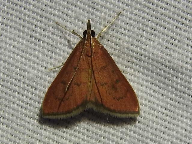   Wine-tinted Oenobotys Moth &nbsp;( Oenobotys vinotinctalis ) photo by&nbsp; Sam Kieschnick  