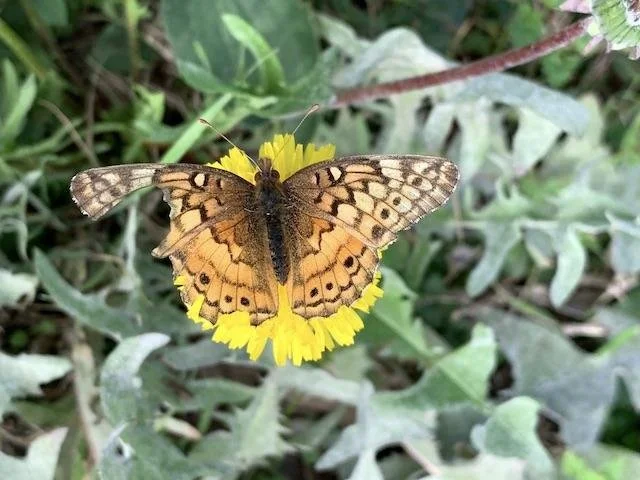  A well-traveled&nbsp; Gulf Fritillary &nbsp;feeding on a common&nbsp; Dandelion &nbsp;on a warm day in January. 
