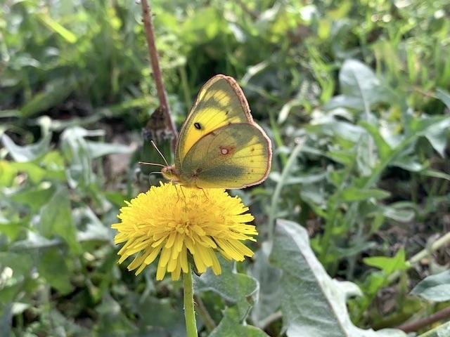  A variety of insects were seen on warm days&nbsp;in January including, this&nbsp; Orange Sulphur&nbsp;Butterfly . 
