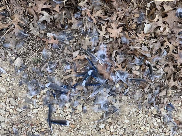  Life and death on the prairie: An unfortunate&nbsp; Bluejay &nbsp;met his demise on the talons of a&nbsp; Cooper's Hawk . 