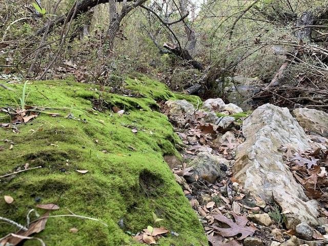  One of the most striking colors in the winter landscape is the electric green Moss that lines some of the creeks. 