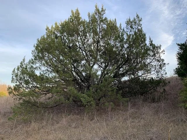  Perhaps my favorite tree at Tandy HIlls is this rare and finely shaped,&nbsp; Red-berried Juniper . 
