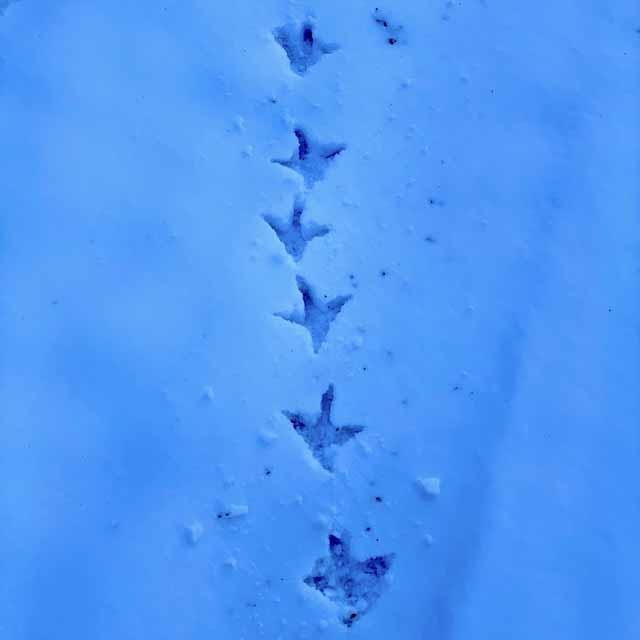  Probably, footprints of&nbsp;an&nbsp; American Crow . Tandy Hills has a big family of them. 