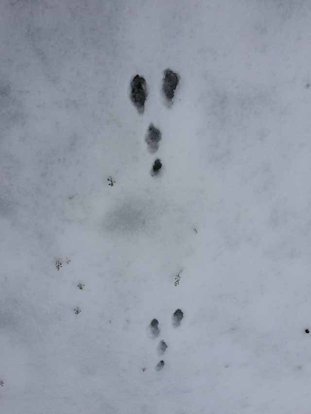   Cottontail Rabbit &nbsp;tracks are ubiquitous at Tandy Hills. 