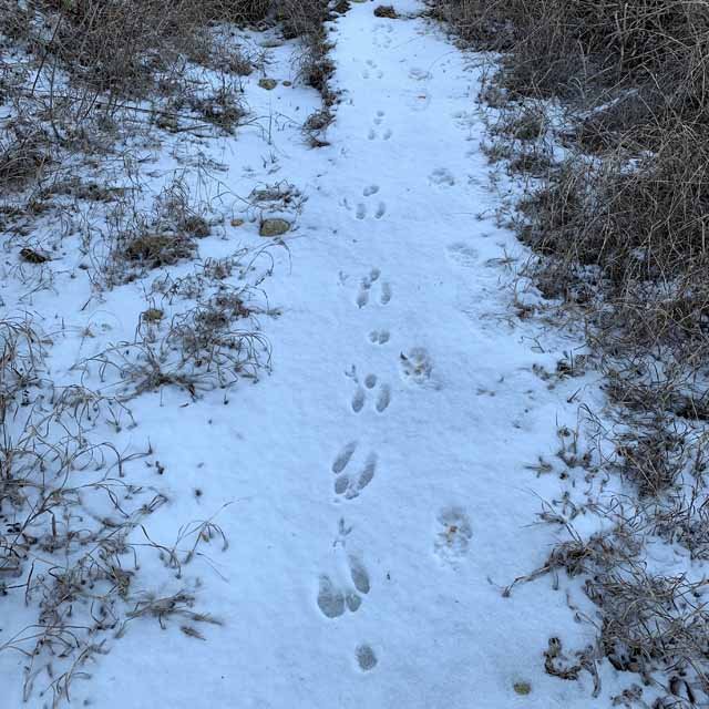  How many species can you spot on this snow-covered trail? 