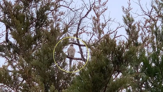  One of the&nbsp; Cooper's Hawks &nbsp;that call Tandy Hills home. Seconds after I took this pic, a Crow sent the Hawk packing. 