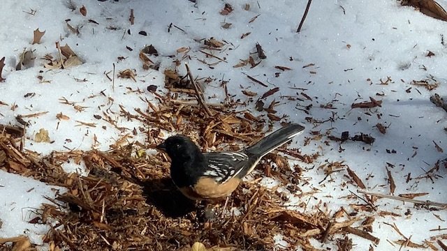  Uncommon at Tandy Hills, a&nbsp; Spotted Towhee, &nbsp;scratching the snowy ground for sustenance. 