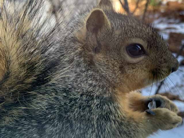  We interrupt this newsletter to show you a photo of a very cute&nbsp; Fox&nbsp;Squirrel . 