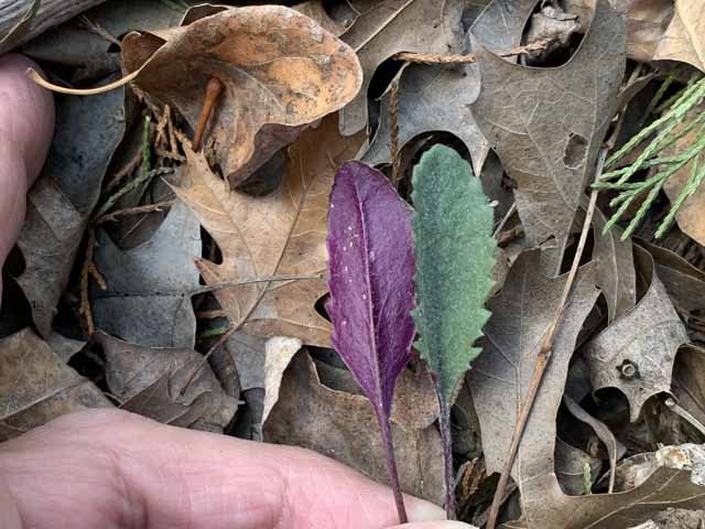  The very first sign of coming spring was this specimen of&nbsp; Prairie Groundsel &nbsp;( Packera plattensis ) with its bi-color leaves. 