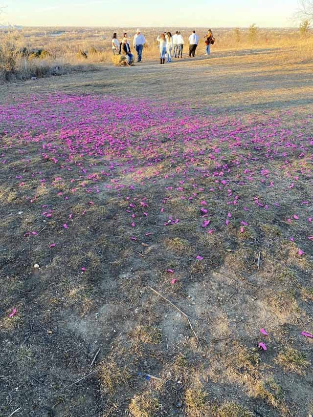  These are&nbsp;NOT purple wildflowers&nbsp;but,&nbsp;gender-reveal party litter. The participants just walked away after taking photos. 