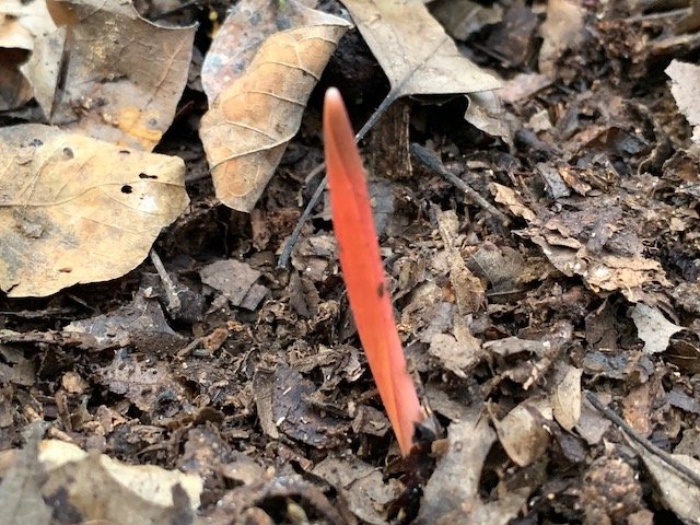  Trout Lily sprouts are bright red-orange. 