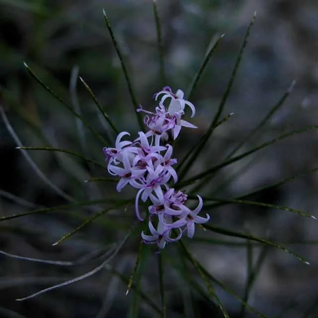  These fall-bloomers almost glowed in the late evening light. 