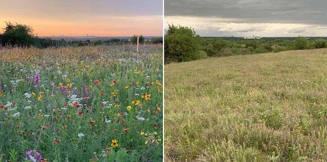  This photo montage shows how unpredictable prairies can be. 2021 on the left. 2022 on the right.&nbsp;Same spot, same date. 