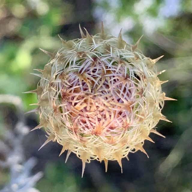   American Basketflower &nbsp;( Plectocephalus americanus ) 