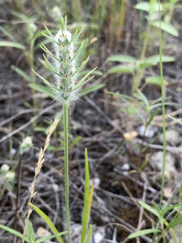   Bracted Plantain &nbsp;( Plantago aristata ) is a newly discovered species for Tandy Hills. 