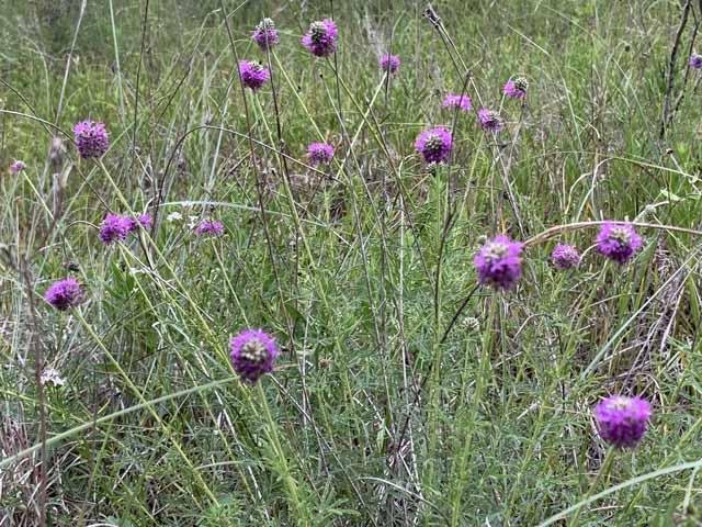  Compact Prairie Clover &nbsp;( Dalea compacta ) just starting to fill out its&nbsp;purple cones. 