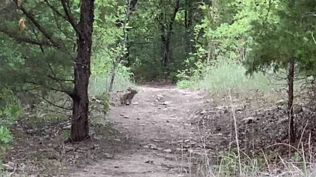   Eastern Cottontail Rabbit , trying to look invisible. 