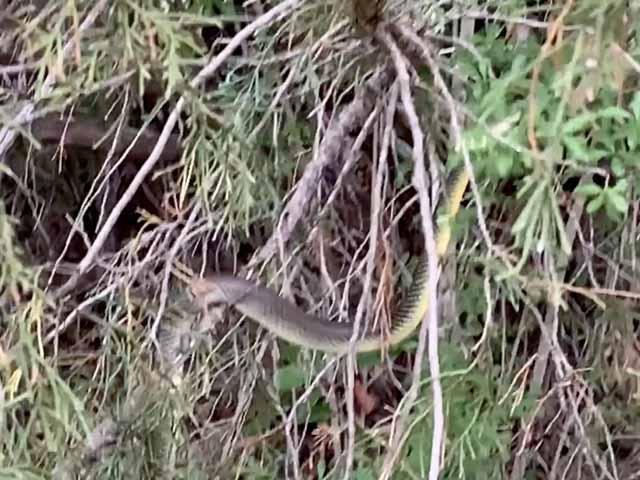  This is a screen shot of an,&nbsp; Eastern Yellow-bellied Racer &nbsp;&nbsp;climbing a tree. Must-see video&nbsp;  HERE  . 