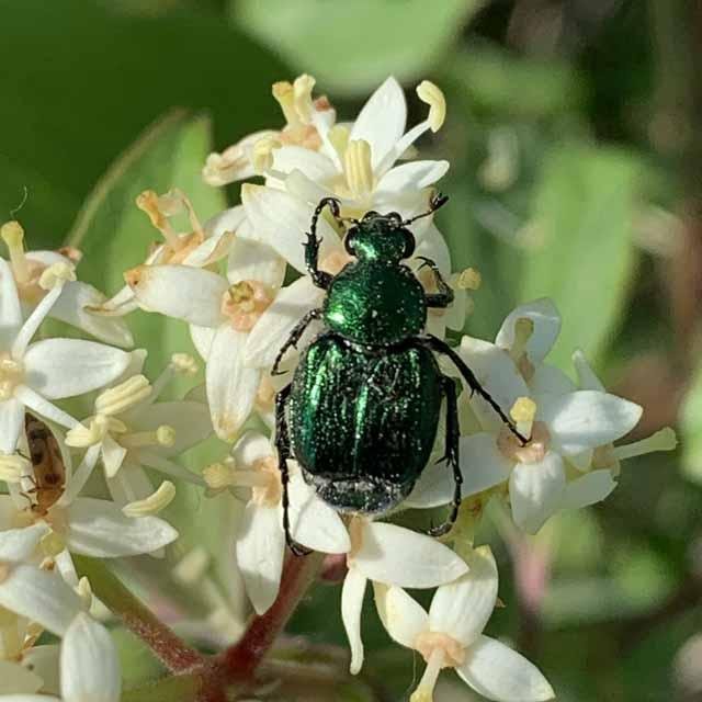   Emerald Flower Scarab &nbsp;dining on a Roughleaf Dogwood. Size: 1/4" long 