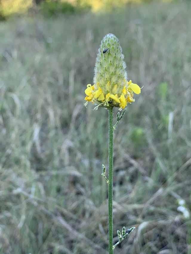   Golden Prairie Clover &nbsp;( Dalea aurea ) is one of three species of Dalea at Tandy Hills. 
