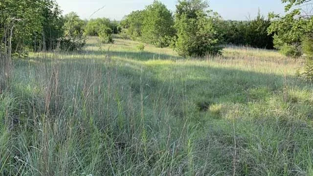  The mid-spring prairie grasses are thick and lush.&nbsp; 