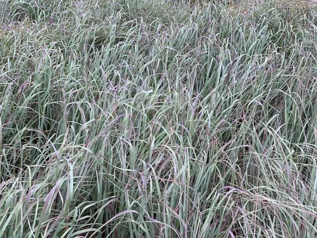  This is an especially vibrant patch of&nbsp; Big Bluestem . 